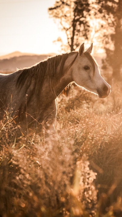 Animal Horse, Sunny, 720x1280