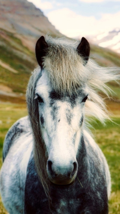 Animal Horse, Mountain, Stare, Depth Of Field, 720x1280