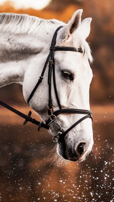 Animal Horse, Splash, Depth Of Field, 720x1280