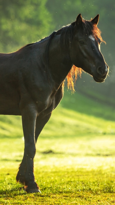 Animal Horse, Depth Of Field, 720x1280
