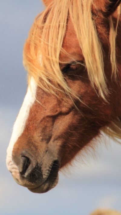 Animal Horse, Depth Of Field, 720x1280
