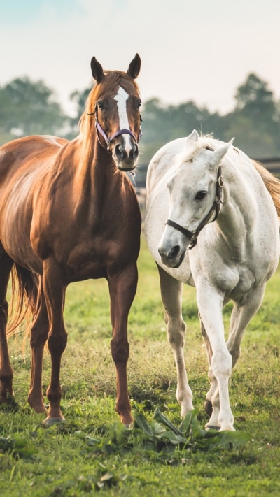Animal Horse, Couple, Depth Of Field, 720x1280