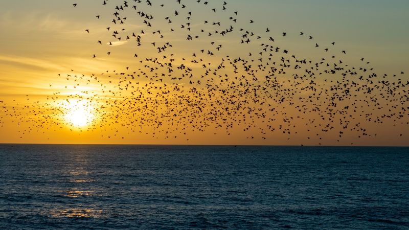sunset, sea, birds, flock, 4k
