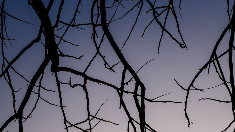 branches, dark, sky, 4k