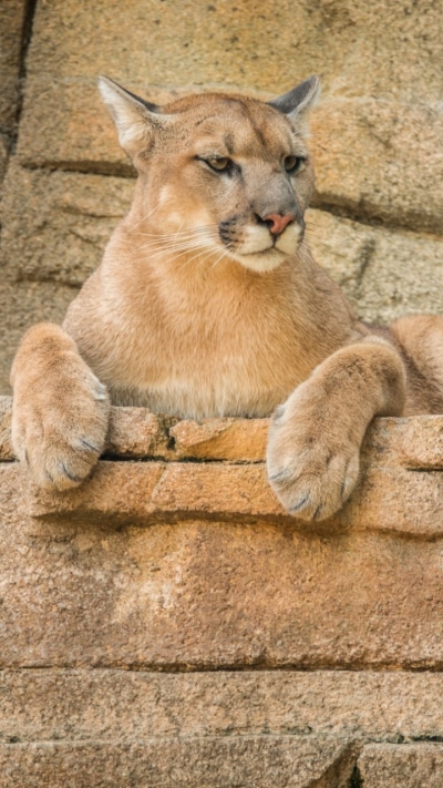 Animal Cougar, 720x1280