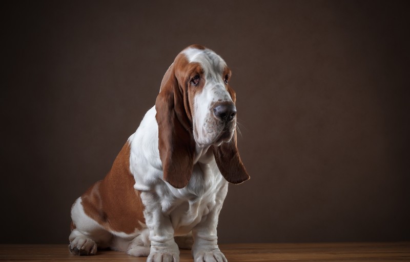 basset hound, dog, animals, hd, 4k
