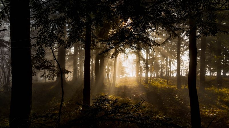 forest, trees, rays sun, 4k