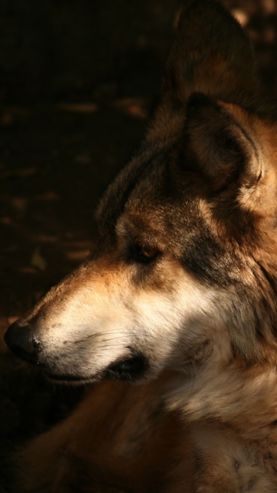Animal Wolf, 720x1280