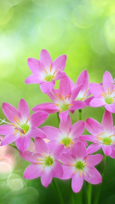 Earth Flower, Bokeh, Pink Flower, Nature, 720x1280