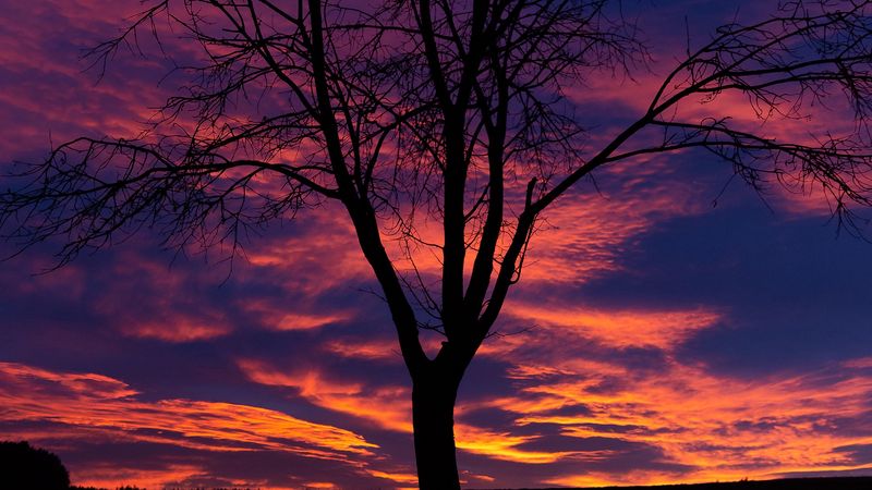 sunset, tree, silhouette, 4k