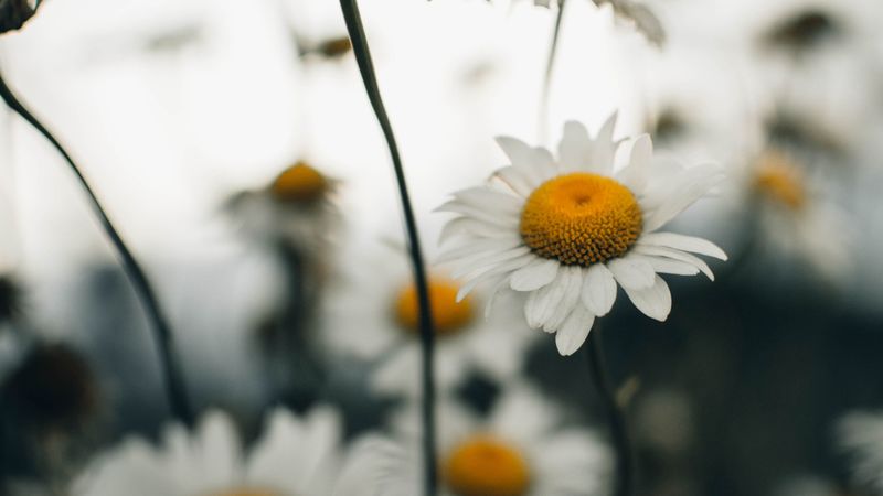 chamomile, flower, wildflowers, plant, 4k