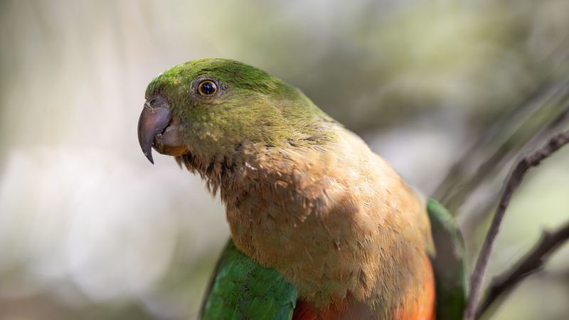 macaw, parrot, bird, feathers, wings, 4k