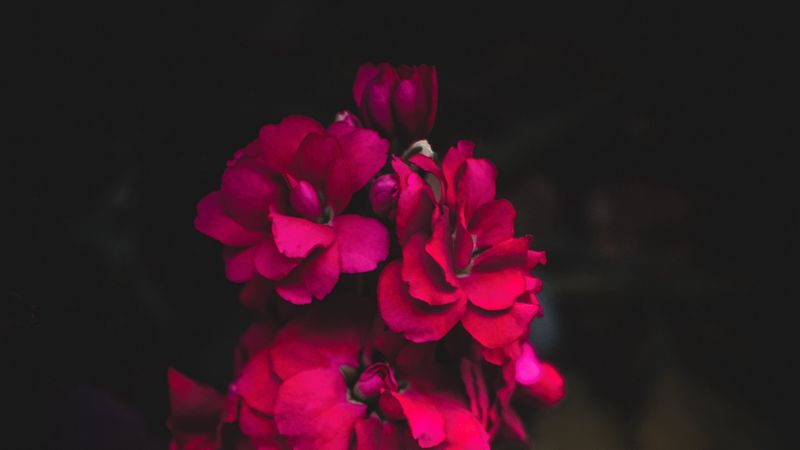 flower, pink, bright, gillyflower, 4k