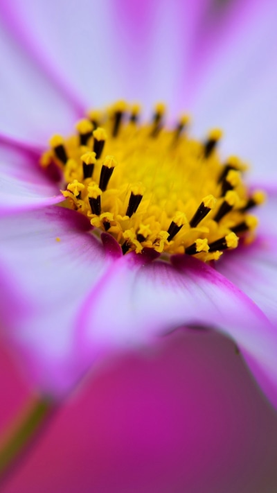 Earth Flower, Close-up, 720x1280
