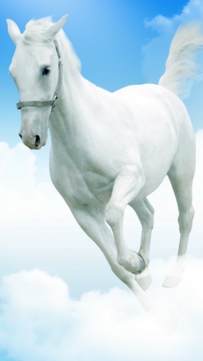 Animal Horse, 720x1280
