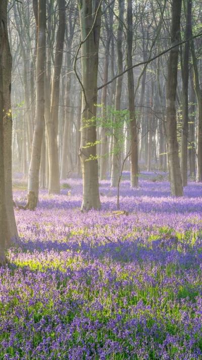 Earth Flower, Forest, Nature, Sunbeam, Tree, Purple Flower, 720x1280