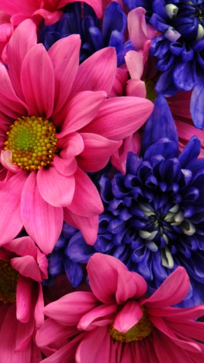 Earth Flower, Pink Flower, Close-up, Daisy, Blue Flower, Dahlia, 720x1280