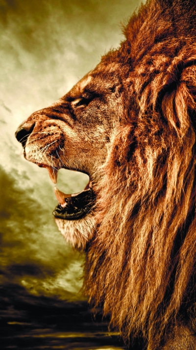 Animal Lion, 720x1280