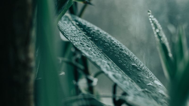 plant, leaves, houseplant, drops, 4k