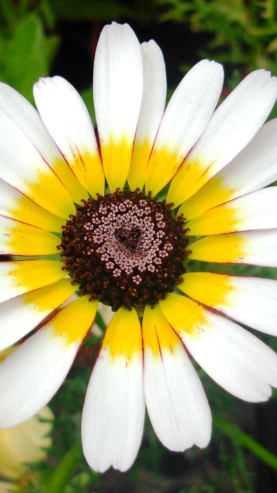 Earth Flower, Daisy, Love, 720x1280