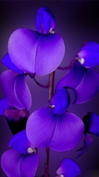 Earth Orchid, Purple Flower, Close-up, Earth, Flower, 720x1280