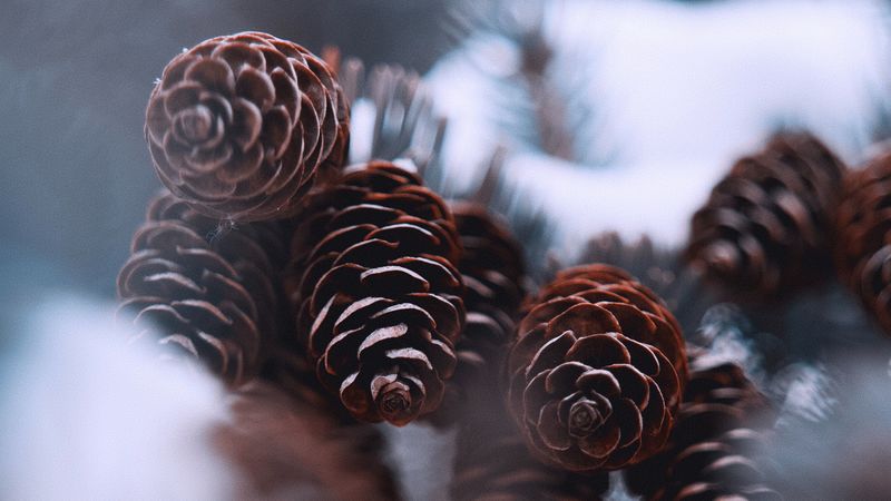cones, snow, spruce, winter, 4k