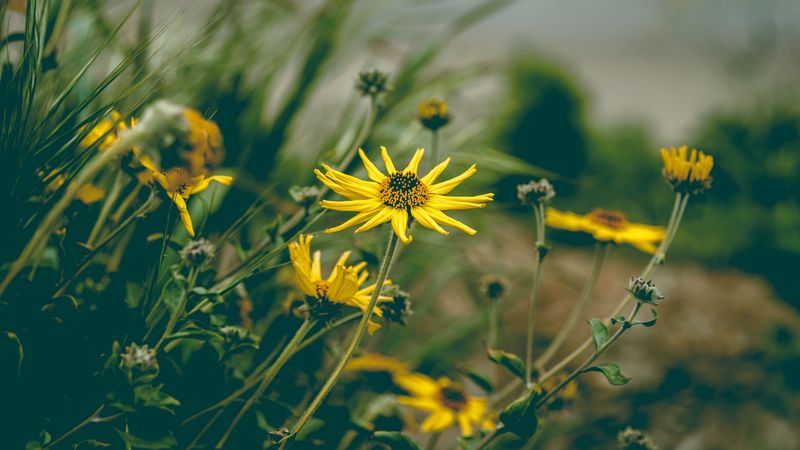 flower, yellow, chamomile, plant, grass, 4k