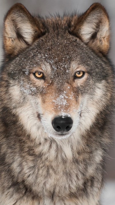 Animal Wolf, Stare, 720x1280