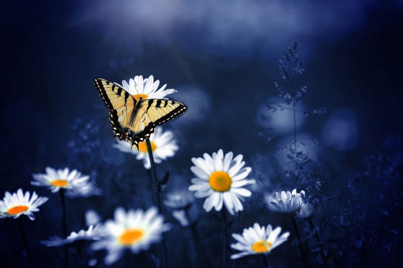 butterfly, flowers, hd, photography