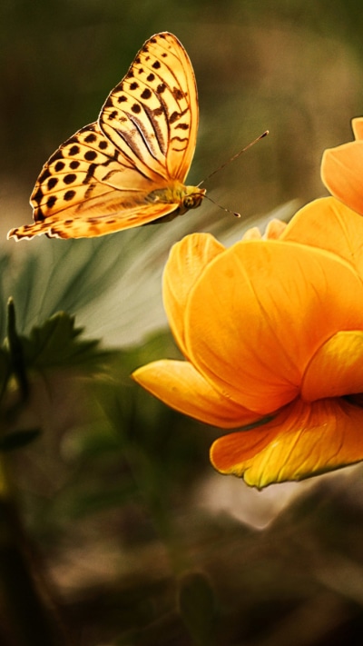 Animal Butterfly, Yellow Flower, Flower, Insect, 720x1280