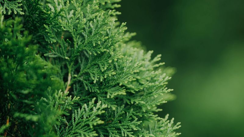 thuja, plant, needles, green, 4k