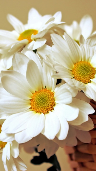 Man Made Flower, White Flower, Basket, Daisy, 720x1280