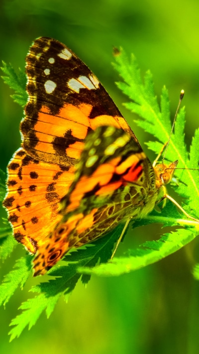 Animal Butterfly, Plant, 720x1280