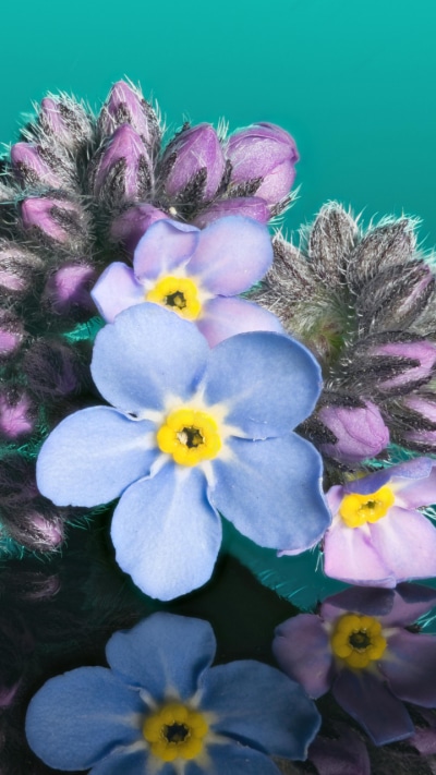 Earth Flower, Pink Flower, Blue Flower, Nature, Reflection, 720x1280