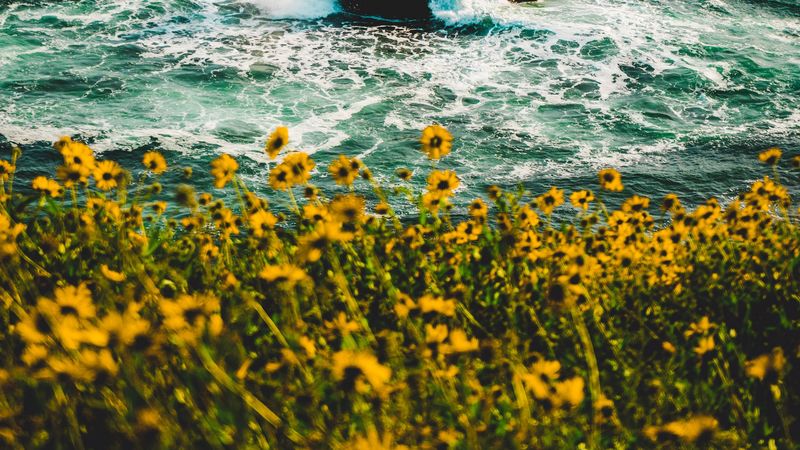 waves, flowers, splash, spray, 4k
