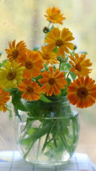 Man Made Flower, Window, Vase, Yellow Flower, 720x1280