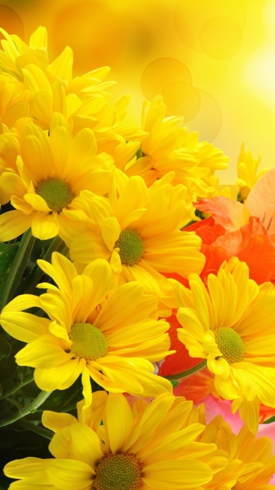 Earth Flower, Orange Flower, Yellow Flower, 720x1280