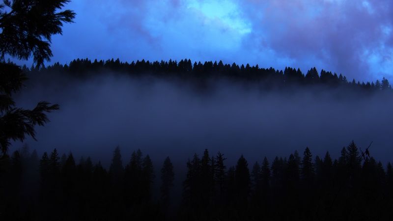 forest, fog, clouds, dusk, nature, 4k