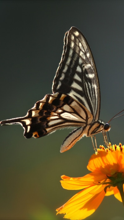 Animal Butterfly, Insect, Yellow Flower, 720x1280