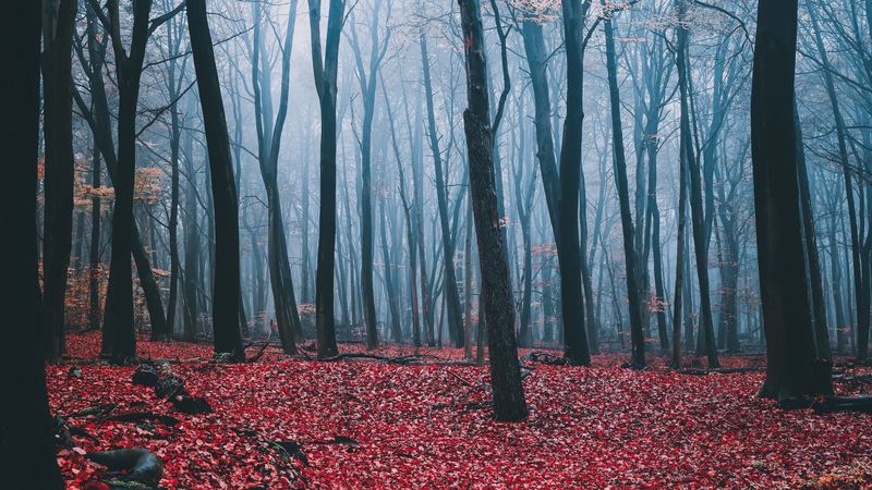 forest, fog, autumn, trees, leaves, 4k