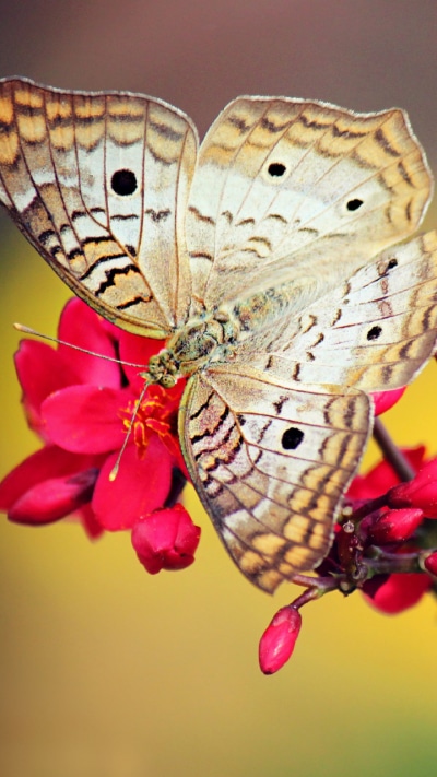 Animal Butterfly, 720x1280
