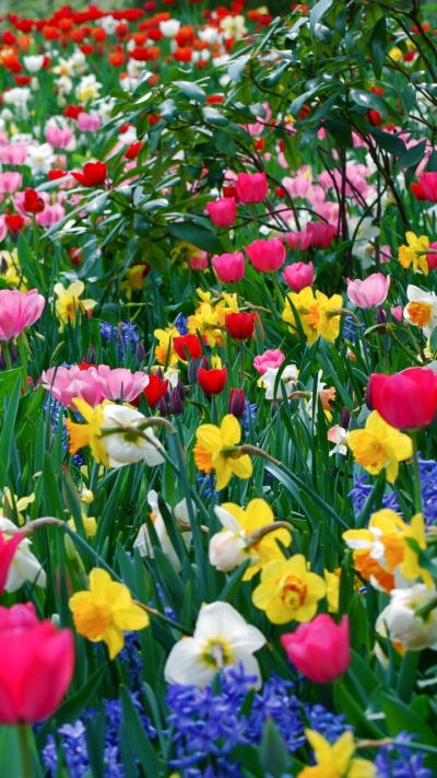 Earth Flower, Grass, Leaf, Meadow, Daffodil, Field, 720x1280