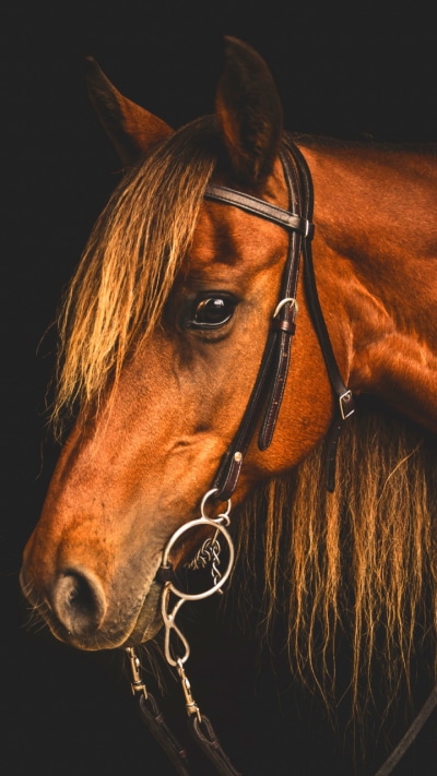 Animal Horse, 720x1280