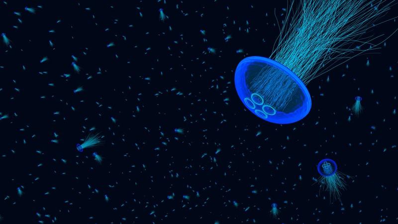 jellyfish, underwater, animals, hd, 4k