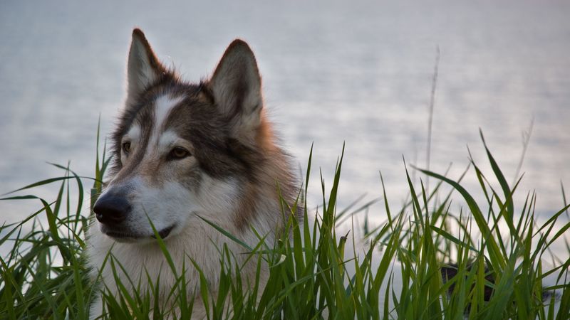 wolf, predator, beast, gray, wool, 4k