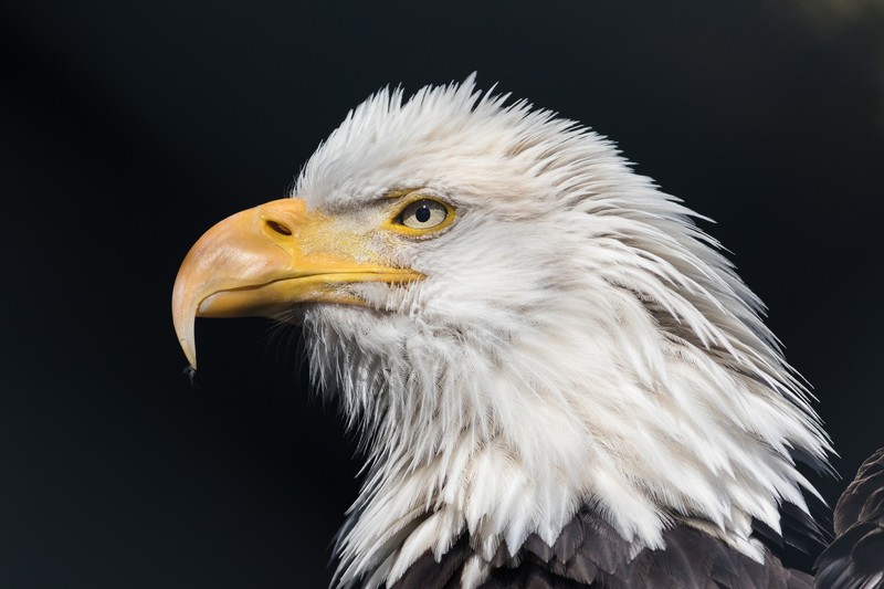 bald eagle, eagle, birds, hd