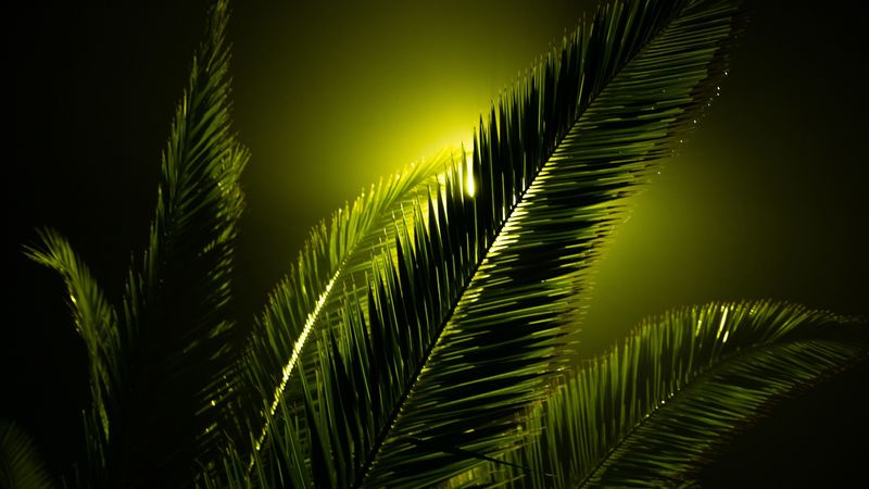 leaf, plant, stem, beam, flare, 4k