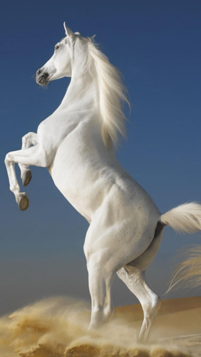 Animal Horse, 720x1280