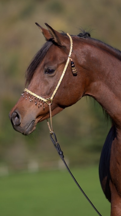 Animal Horse, 720x1280