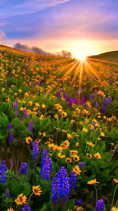 Earth Flower, Earth, Purple Flower, Spring, Sunset, Sunbeam, 720x1280